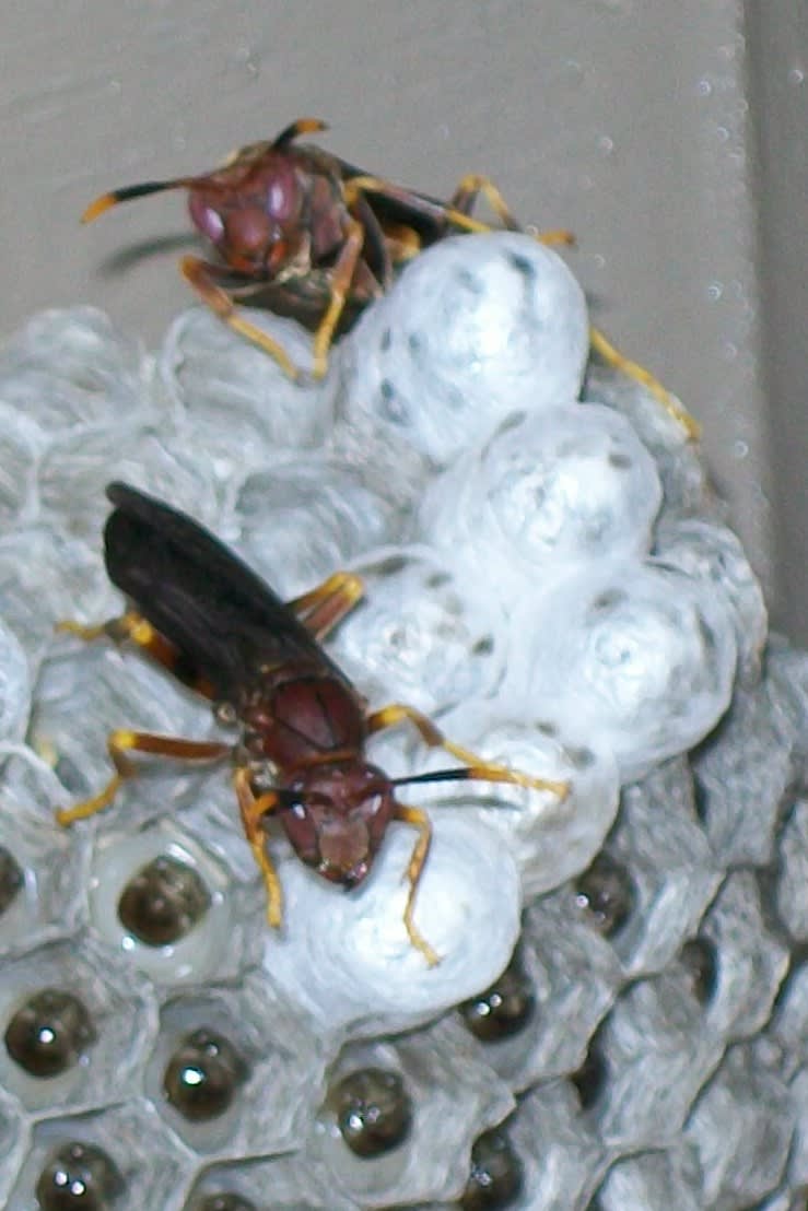 Adkins Bee Removal Wasp Identification Chart